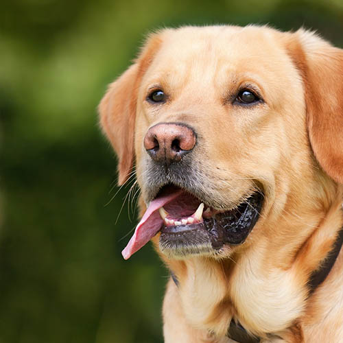  un chiot soin pharmacie Pernot